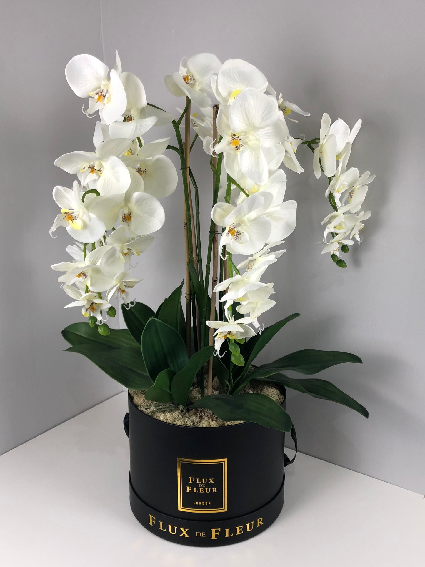 Forever Orchid™ - FLUX DE FLEUR