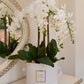 Forever Orchid™ - FLUX DE FLEUR