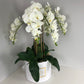Forever Orchid™ - FLUX DE FLEUR