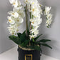 Forever Orchid™ - FLUX DE FLEUR