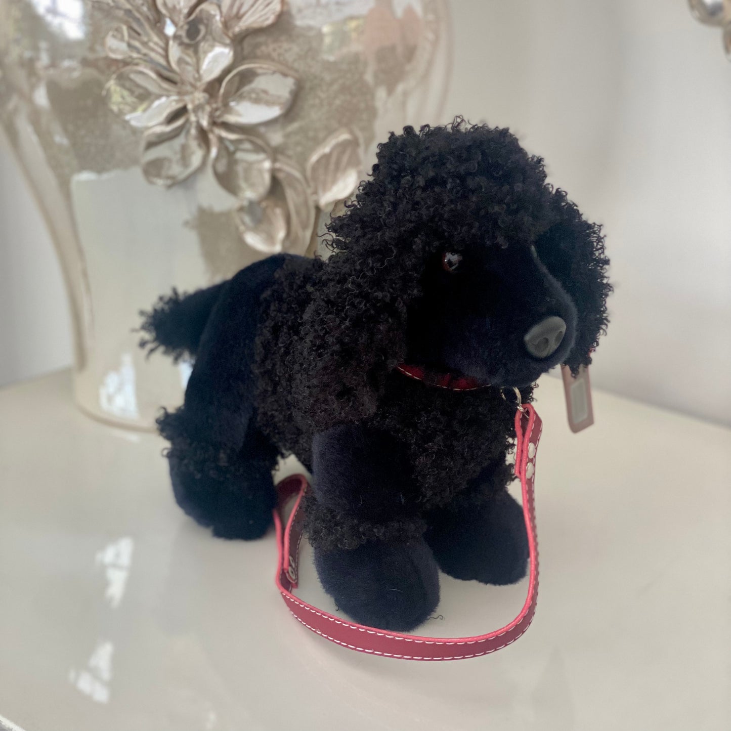 Dog Teddy - Poodle