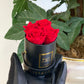 Infinity De Miniature Roses
